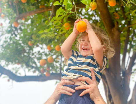 קטיף פירות הדר בעונה . ילד בקטיף תפוזים